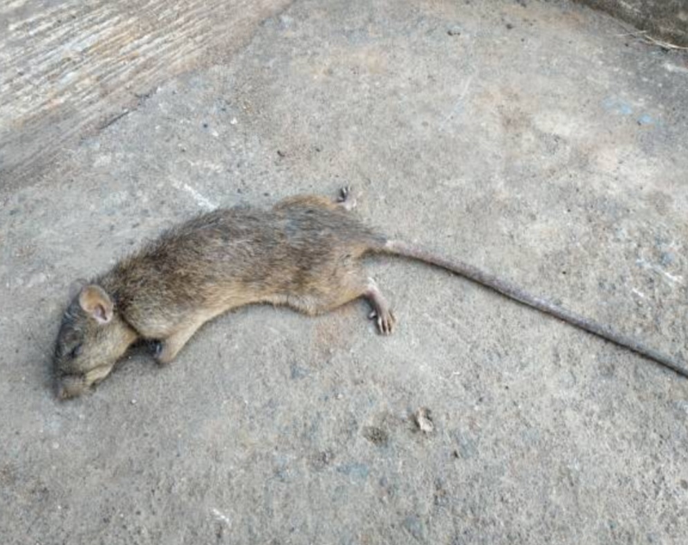Deceased rat found on a concrete surface, requiring safe removal and odor treatment