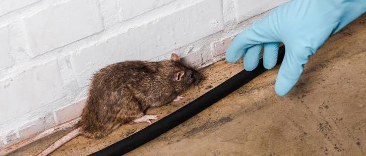 Rodent Control in Columbus, OH