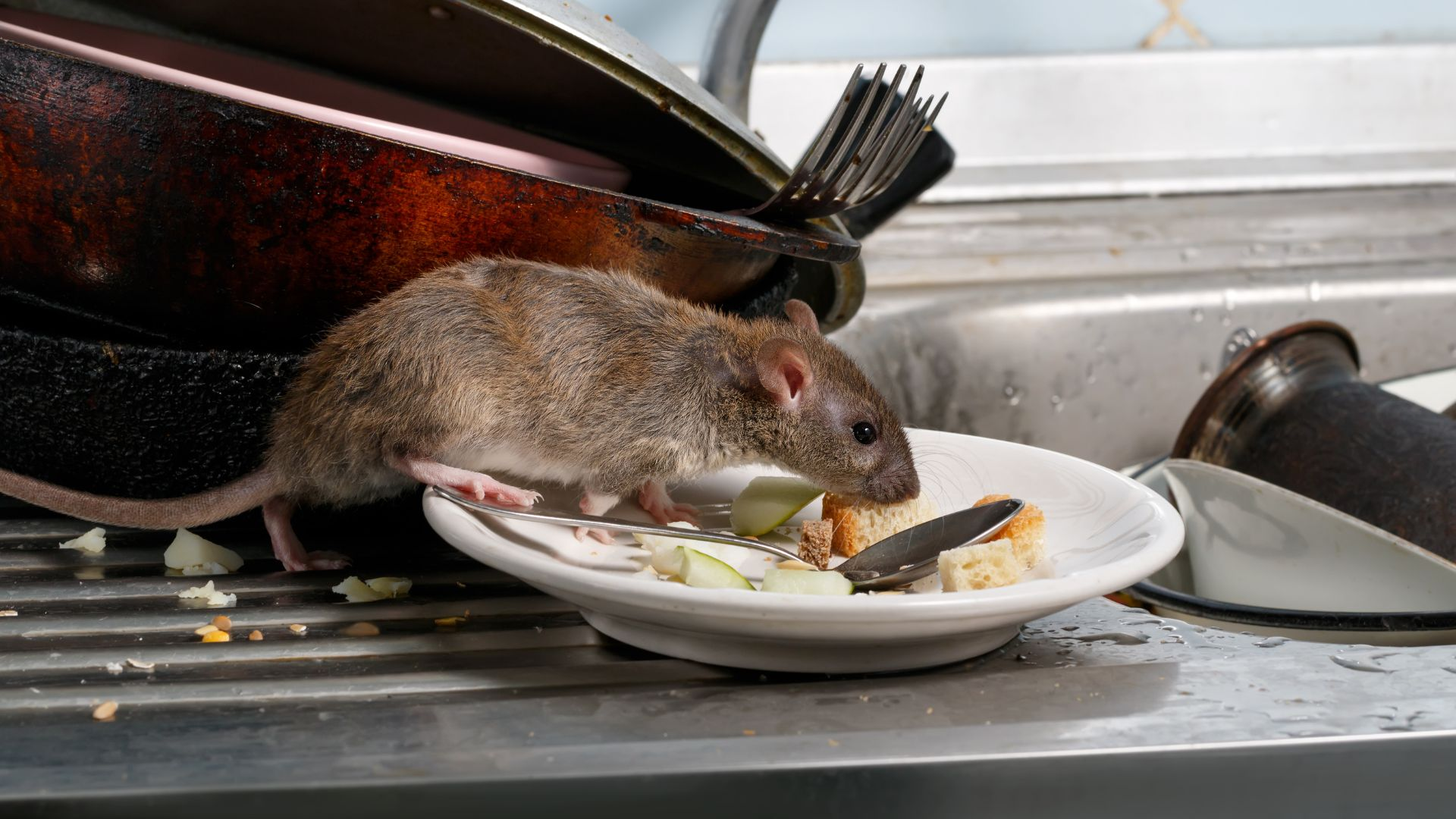 House mouse foraging on a dirty plate near a kitchen sink