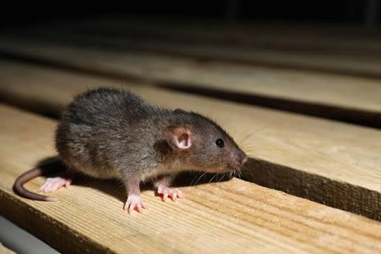 A rat on a wooden deck at night, the kind of Norway rat activity we trap and remove in Columbus, OH