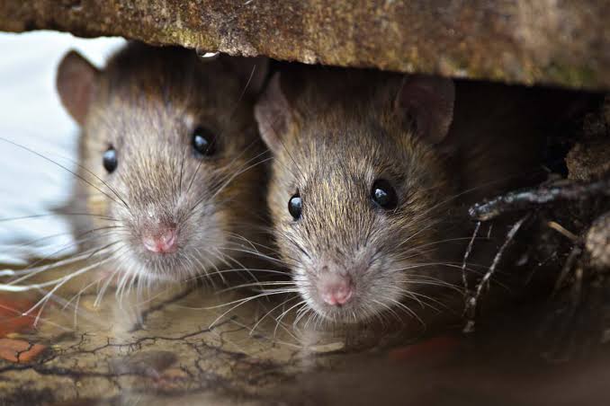 Two rats peering out from a gap under a rock, the type of entry point we identify and seal shut
