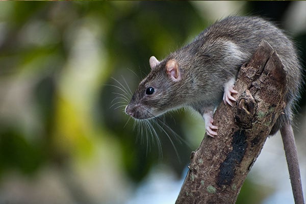 A rat outdoors on a tree branch, the kind of exterior rodent pressure our seasonal prevention plans monitor for